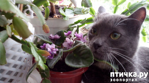 ����: ���������� ��������