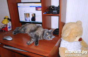 ����: ������� ���������