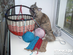 ����: ������� ���������