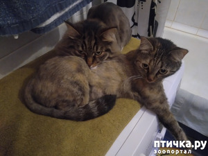 ����: ������.