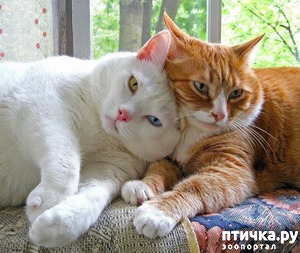 ����: �����. ������ �����