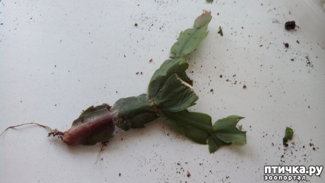 ���� 3: ������ - ���������