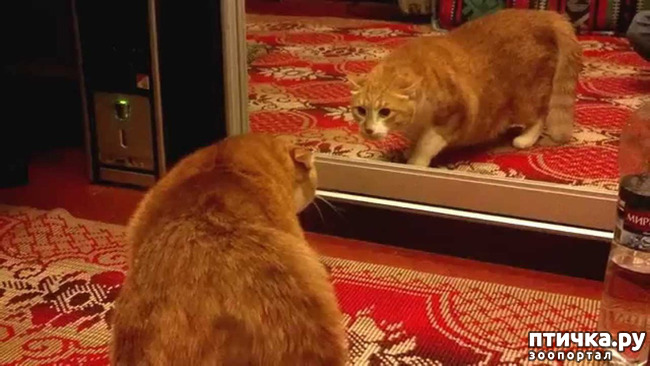 ���� 16: ���������� �������)