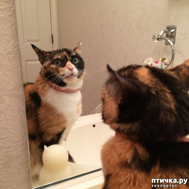 ���� 9: ���������� �������)