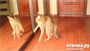 ����: ���������� �������)