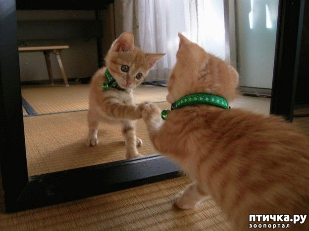 ���� 4: ���������� �������)