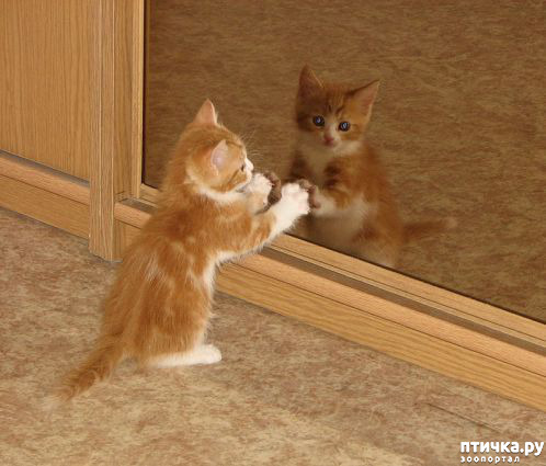 ���� 6: ���������� �������)