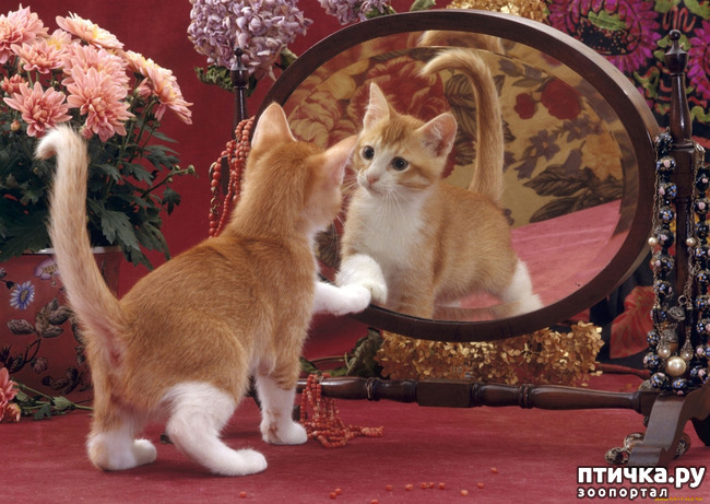 ���� 11: ���������� �������)