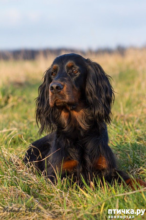 ����: �������� ������������ �������. ������