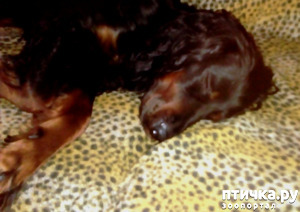 ����: ���, ��� �������, ����...