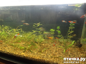 ����: ������ ��������������� � �������