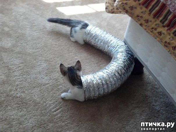 ���� 2: ����-�������. ������ ����������.