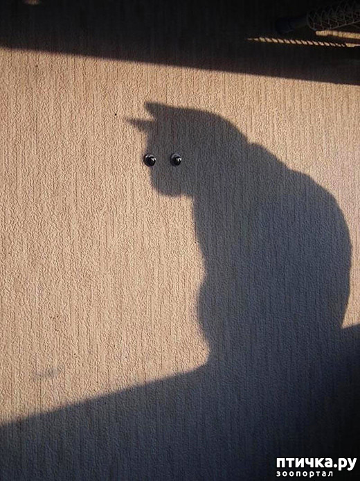 ���� 4: ����-�������. ������ ����������.