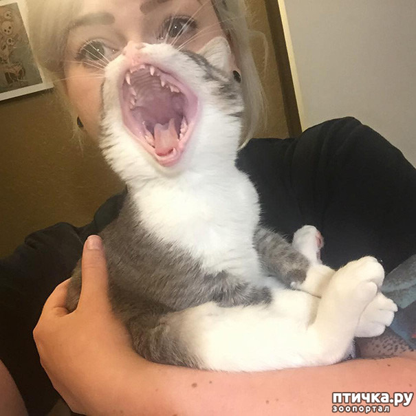 ���� 6: ����-�������. ������ ����������.