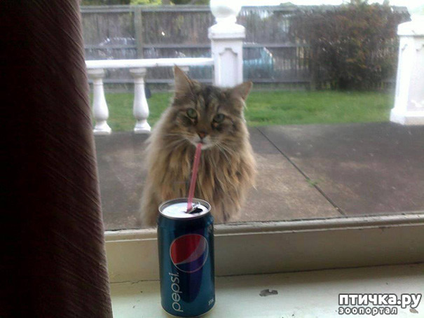 ���� 7: ����-�������. ������ ����������.