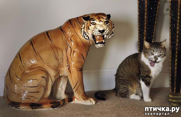 ���� 9: ����-�������. ������ ����������.