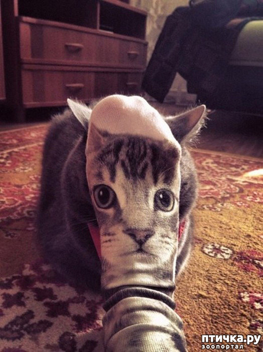 ���� 11: ����-�������. ������ ����������.