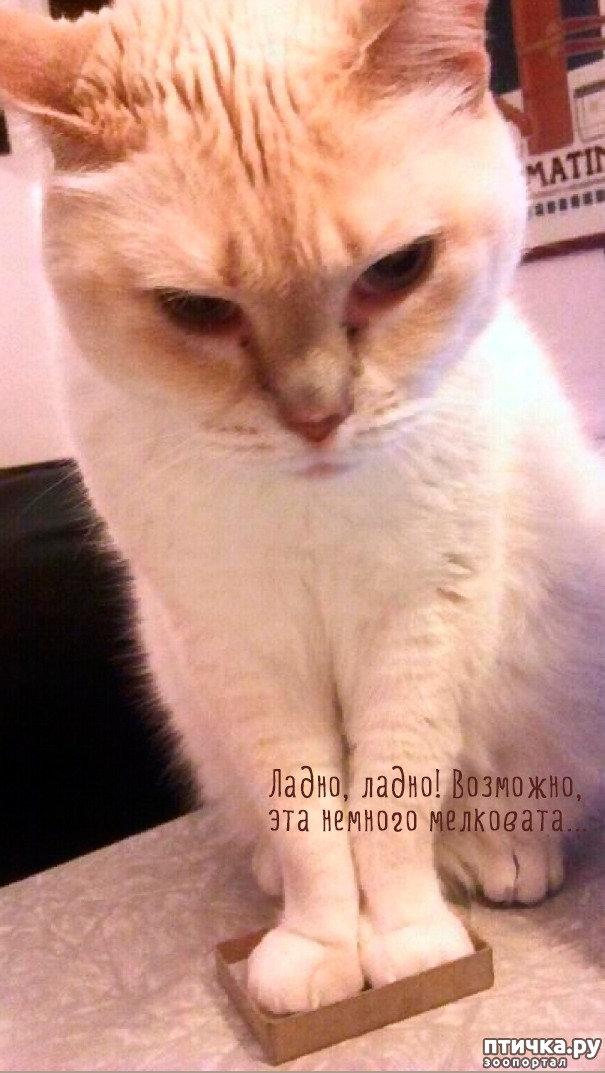 ���� 13: ����-�������. ������ ����������.