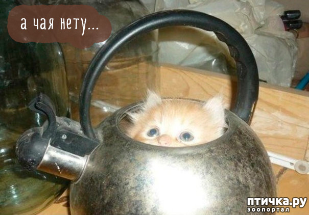 ���� 15: ����-�������. ������ ����������.