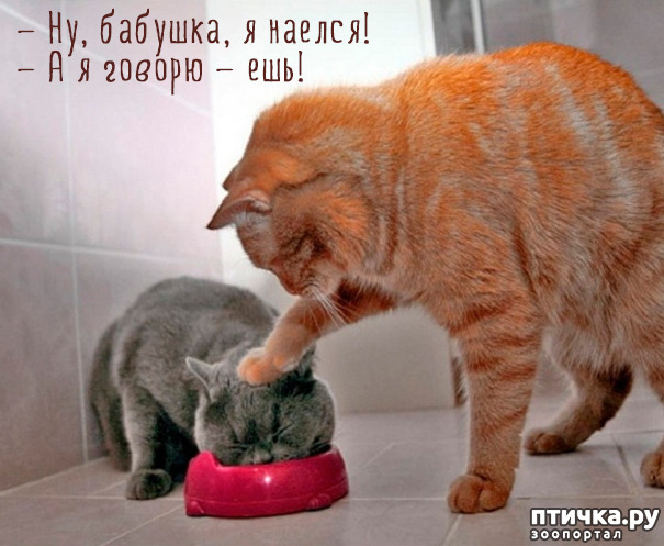 ���� 16: ����-�������. ������ ����������.