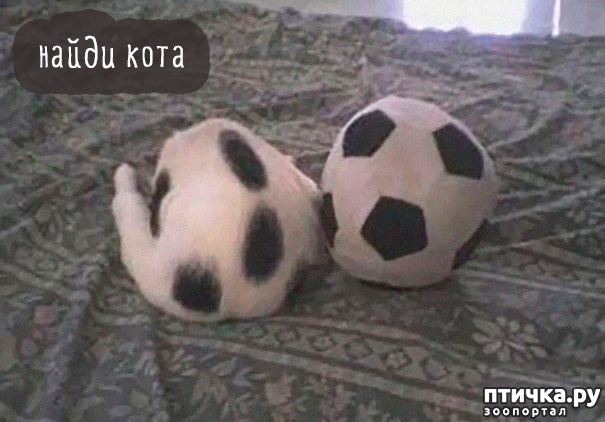 ���� 19: ����-�������. ������ ����������.