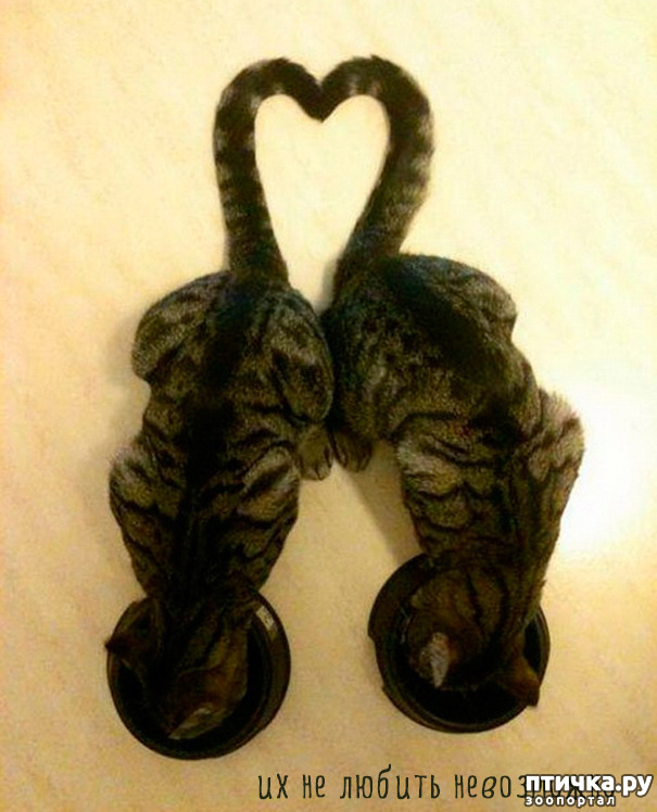 ���� 20: ����-�������. ������ ����������.