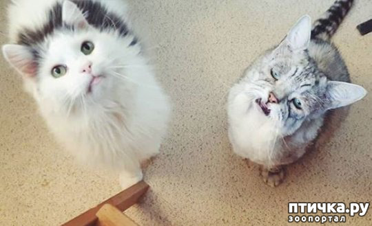 ���� 4: ��� � ��������� ������-������� ����� ��� ������ � ������ ������