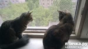 фотография: Глафира, Пульхерия и я! Как живём и как выживаем!!! фото: Глафира, Пульхерия и я! Как живём и как выживаем!!!