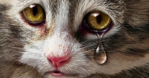 фотография: Потрясён, растоптан, унижен... фото: Потрясён, растоптан, унижен...