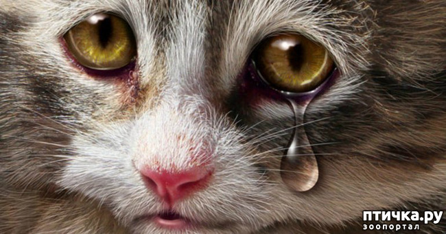 ���� 1: �������, ���������, ������...