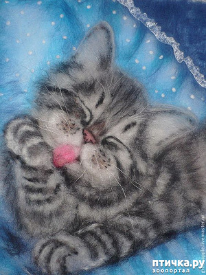 ����: ���� ��� ����