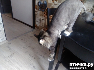 ����: �������.