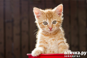 фотография: Котенок из люка: красавчонок-жмякалка фото: Котенок из люка: красавчонок-жмякалка