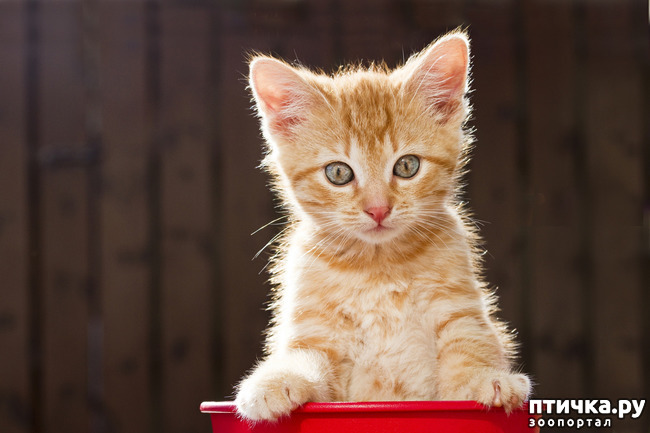 ���� 1: ������� �� ����: �����������-��������