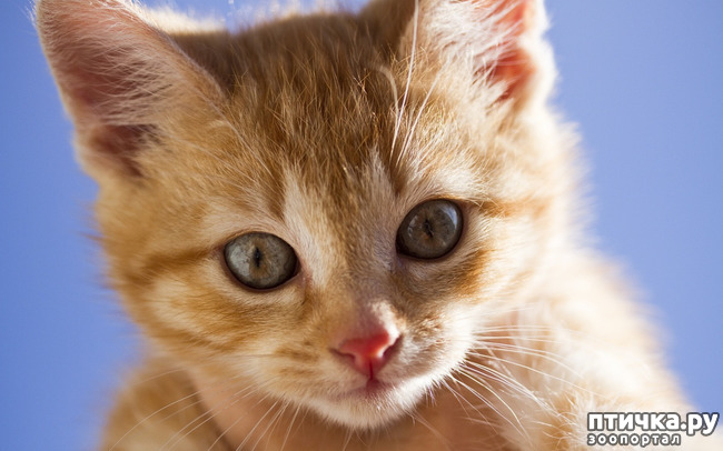 ���� 3: ������� �� ����: �����������-��������