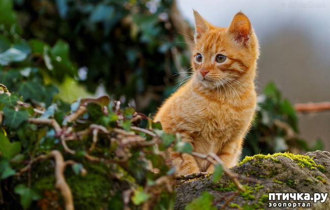 ���� 4: ������� �� ����: �����������-��������