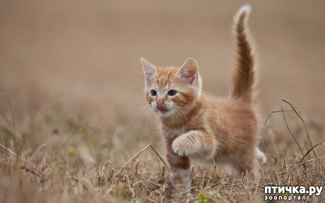 ���� 5: ������� �� ����: �����������-��������