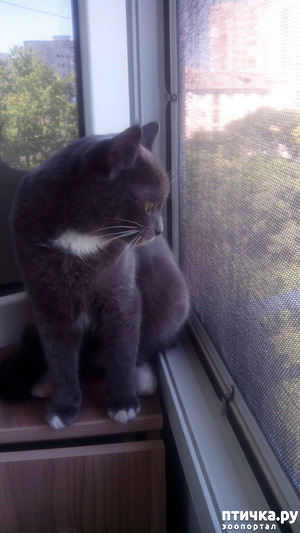 фотография: Теперь и мы с антикошкой фото: Теперь и мы с антикошкой