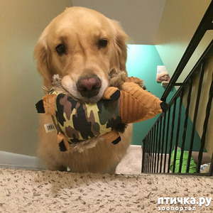 фотография: Признаки собачьей любви. фото: Признаки собачьей любви.