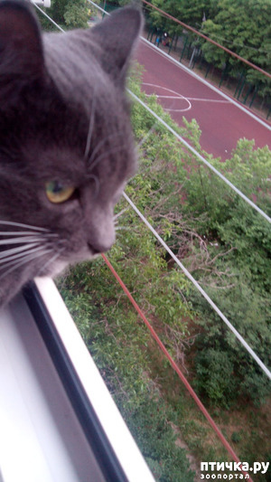 ����: ������� ������� �������