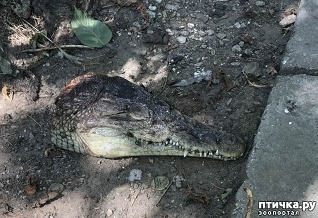 фото 2: Во дворе Симферополя нашли две головы крокодилов