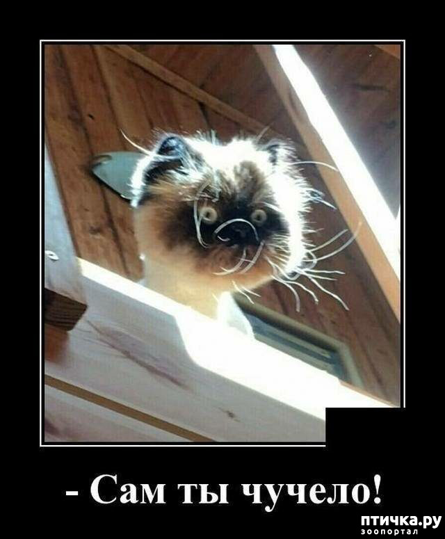 ���� 7: �������� ����)