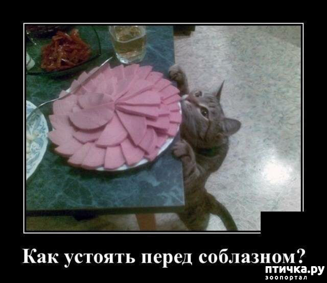 ���� 9: �������� ����)