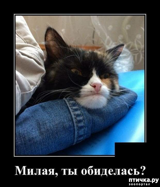 ���� 13: �������� ����)