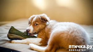 фотография: Тапки :-) фото: Тапки :-)