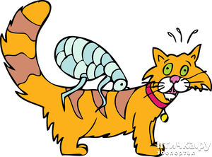 фотография: Учимся извлекать пользу из полезных советов фото: Учимся извлекать пользу из полезных советов