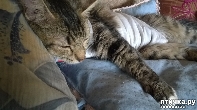 ���� 1: ���������. ������������ - ����������� � �����������.