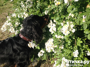 фотография: Истинная леди. фото: Истинная леди.