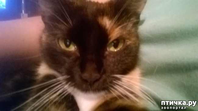 ���� 4: ���������. ������������ - ����������� � �����������.