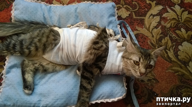 ���� 2: ���������. ������������ - ����������� � �����������.